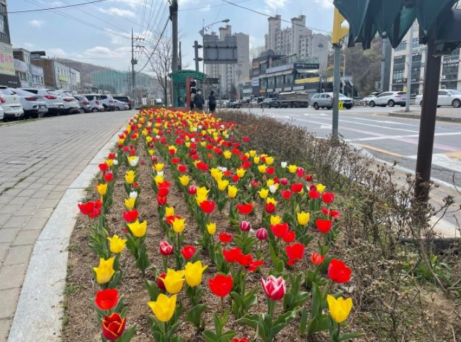 광주시 오포읍, 봄 내음 가득한 봄꽃 식재로 새봄 맞아