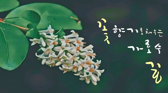 쥐똥나무 사진 ⓒ타임즈