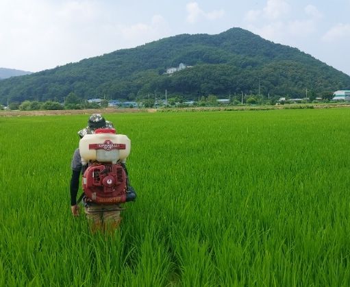 광주시, 벼 이삭거름 적기·적량 시용 당부