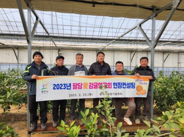 광주시, 고품질 팔당愛감귤 월동기 현장 컨설팅