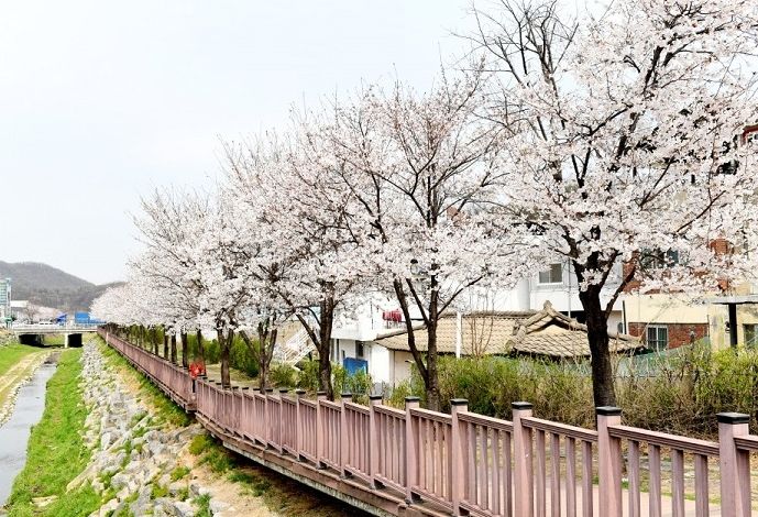벚꽃엔딩은 파주와 함께