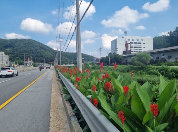 국도 23번도 곤지암읍 가로변 여름꽃 만발