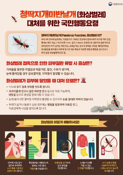 광주시, 피부염 유발 청딱지개미반날개(화상벌레) 선제적 예방을 위한 집중방역 실시