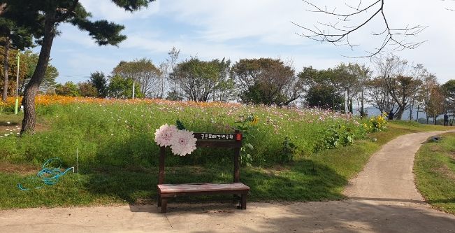 여주시 금은모래강변공원에 코스모스 활짝