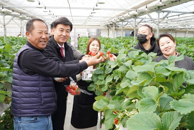 광주시, 고품질 수수락 딸기 수확 체험 개시