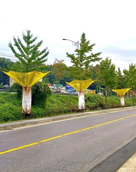 광주시 '낙과 수집기 시범 설치'로 은행나무 악취 제거