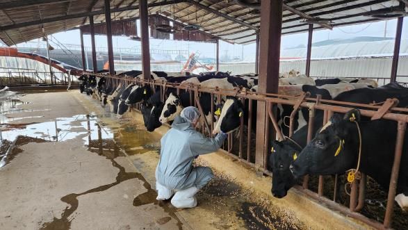 경기도 방역관 럼피스킨 시료채취