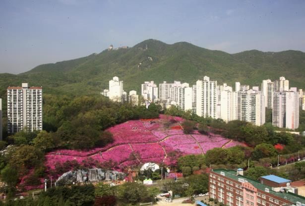 군포철쭉동산