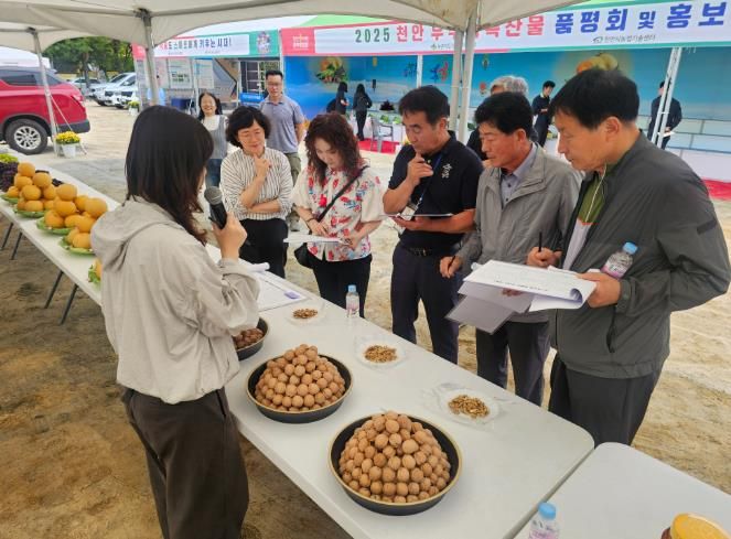 1. 천안시농업기술센터가 우수농산물 품평회를 진행하고 있다.