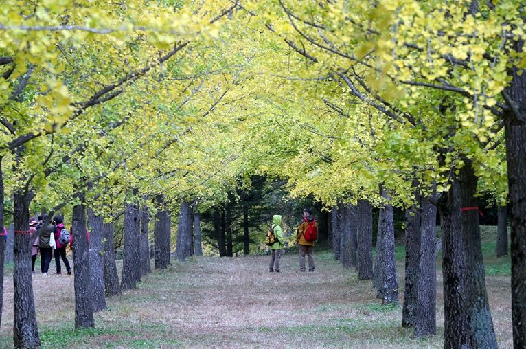 홍천 가을명소‘홍천 은행나무숲’무료 개방