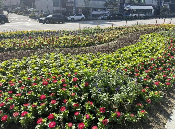 용인특례시 처인구는 주요 지역에 추석맞이 가을꽃길을 조성했다