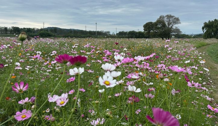 가을 정취 가득한 청주시 무심천… 3.5만㎡에 코스모스 활짝