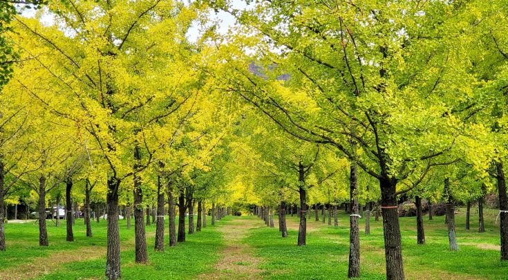 단풍과 축제가 어우러진 홍천의 가을