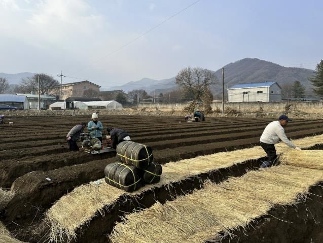 포천시, 기후변화 대응 ‘인삼 신품종 시범사업’ 추진