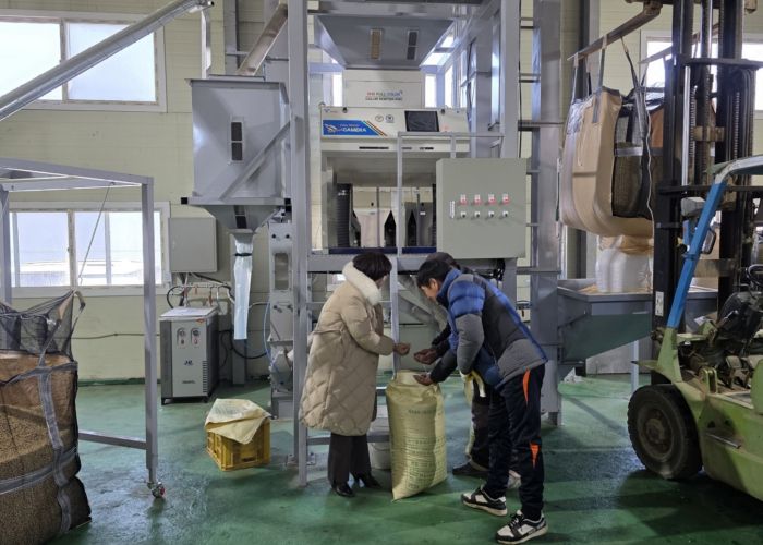 고품질 경기콩, 색채선별기로 품질과 효율 ‘두 마리 토끼’ 잡다