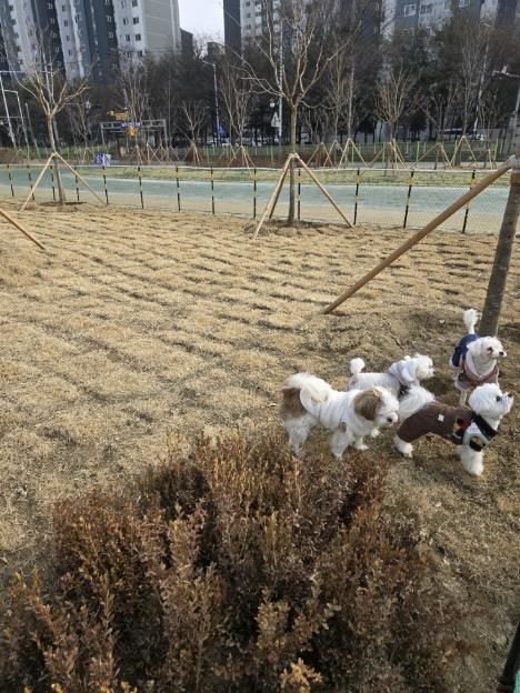 동두천시, 생연 문화공원 반려견 놀이터 정식 운영